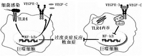 舒泰神董秘回复：公司BDB-001注射液是抗人C5a的单克隆抗体其效果机制是经过特异性结合C5a使C5a损失结合受体的才能然后阻断其诱导的生物学功用如中性粒细胞趋化、细胞内溶菌酶的开释、炎性细胞因子水平上升和氧呼吸迸发等按捺炎症级