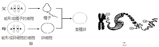 初中生物初二人教版八年级下册 第二章 生物的遗传与