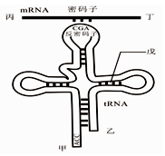 如图是蛋白质合成时trna分子上的反密码子与mrna上的密码子配对情形