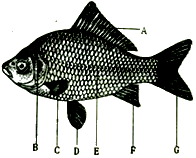 如图是鲫鱼的形态结构示意图,请看图回答