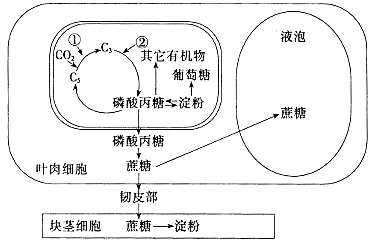 淀粉和蔗糖是光合作用的两种主要终产物.