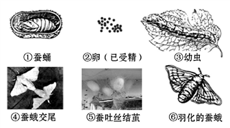 饲养家蚕并观察其生殖发育过程,将其生殖发育不同阶段按时间顺序