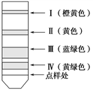 如图为纸层析结果示意图,其中Ⅳ是( )