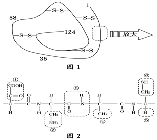 已知20种氨基酸的平均相对分子质量为128,图中二硫键