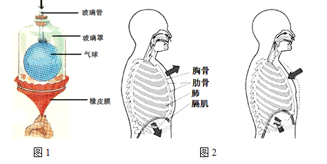 (1)在图1的装置中,玻璃罩模拟胸廓,气球模拟_________,橡皮膜模拟膈.