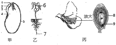 如图是被子植物菜豆一生中的几个阶段.