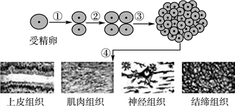 组卷网 初中生物综合库 生物体的结构层次 细胞怎样构成生物体 多细胞