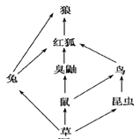 (1)在图1所示的食物网中,狼属于第______,_______,_______营养级,狼与