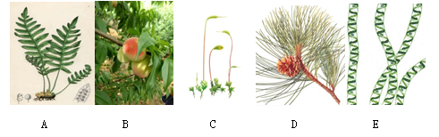 如图是5种不同植物的形态结构示意图,请分析回答相关问题