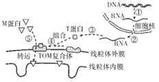 据图中m蛋白所处位置,推测它可能与水的形成有关b.