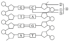 dna分子的复制过程,特点及意义  【推荐3】下图为dna分子结构图,请据