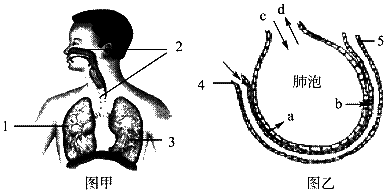 图甲为呼吸系统的组成示意图,图乙为肺泡与毛细血管之间的气体交换