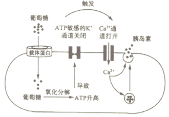 细胞内atp浓度增加,导致atp敏感的k