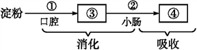 下面是淀粉在消化道内的消化和吸收过程图解,请回答下列问题.