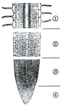 图是植物幼根的根尖模式图,据图回答问题