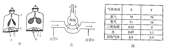 如图甲为模拟呼吸运动的膈肌运动模型,图乙为肺部气体