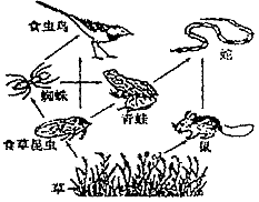 (3)请写出该食物网中最长的一条食物链