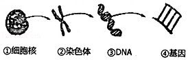 下列是与遗传有关的结构示意图,相关叙述正确的是( )