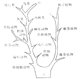 材料分析题:同源器官是指起源相同,结构和部位相似而形态和功能不同的