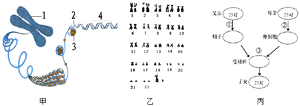 如图为人的生殖过程中染色体的传递过程和一对染色体上的基因情况示意