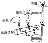 下图为细胞间信息传递的几种模式示意图,下列分析错误