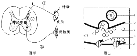 下图甲是针刺刺激引发的缩手反射的反射弧示意图,图乙是突触结构示意