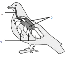 如图为鸟类呼吸系统示意图,据图回答下列问题