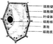 细胞膜 b.细胞质 c.细胞核 d.液泡