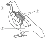 如图是家鸽的呼吸系统示意图,请按要求回答
