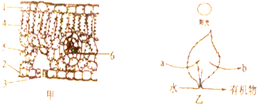 甲图为叶结构示意图,乙为光合作用示意图,请据图回答.