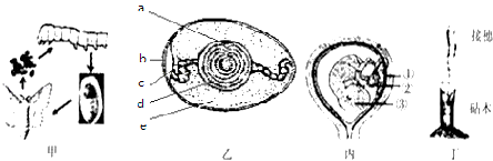 如图是生殖发育有关的示意图,请分析回答问题