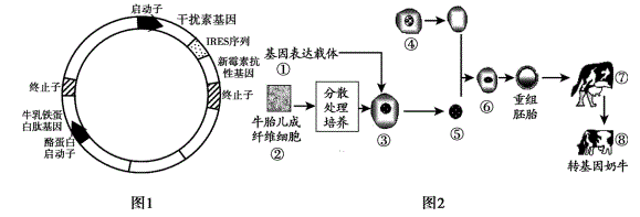 下图1为基因表达