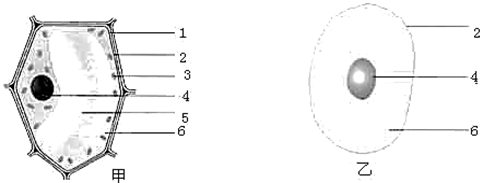 下图是植物细胞和动物细胞的结构示意图,据图回答问题