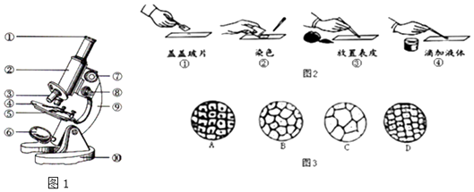 下面是小东制作并观察植物细胞临时装片的实验,请用你