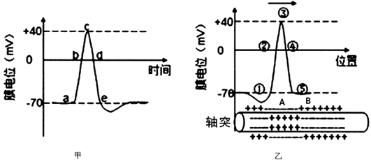 下图甲表示动作电位产生过程示意图,图乙表示动作电位传导示意图,下列