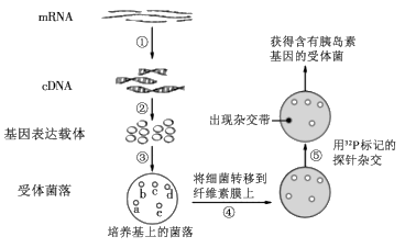 真核生物基因中通常含有内含子,而原核生物基因中没有