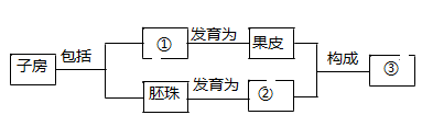 胚珠里面有受精卵发育成胚