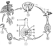 如图是某被子植物生活史简图,请分析回答下列问题