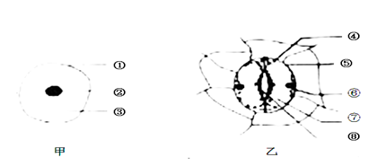 如图为人口腔上皮细胞和植物的保卫细胞示意图,根据图