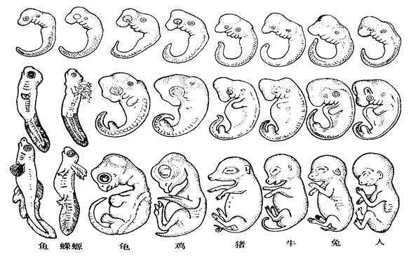 胚胎发育比较图,我们不难看出在母体子宫中,胎儿的发育过程仿佛经过了