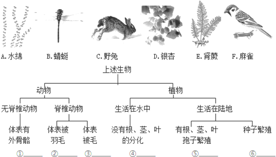 认真观察下列图表,回答有关问题.(1)生物分类从大到小