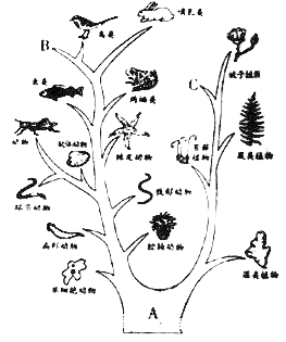 "进化树"(如图)简明地表示了生物的进化历程和亲缘关系,以下说法