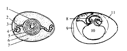 下面是鸟卵和鸟的胚胎发育的结构示意图.请据图回答