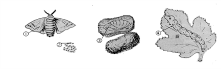 图为家蚕的发育过程,请根据图回答