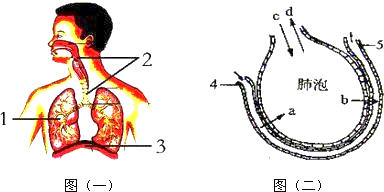 [_____]不仅是气体的通道,而且能够使到达肺部的气体_____,_____和