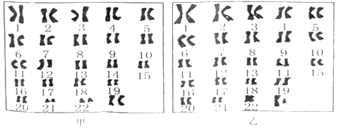 观察下列经整理后的男女成对染色体排序图,分析回答问题