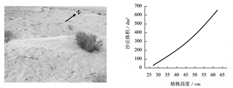 左图示意我国西北地区某灌木形成的风影沙丘,右图示意该灌木植株高度
