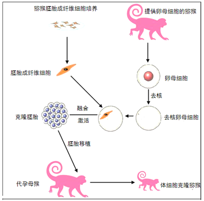 利用克隆技术,未来可在一