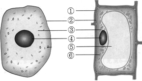 2018年南通第一初级中学生物会考模拟测试题