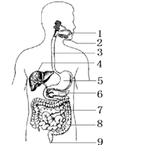 2018年南通第一初级中学生物会考模拟测试题
